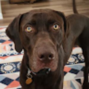 Meet your Posher, Jango